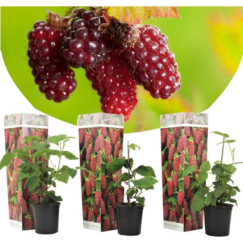 Plant In A Box - Rubus Baie de Tay - Set de 3 - Plante de jardin - Mûre - ⌀9cm - Hauteur 25-40cm - Blanc