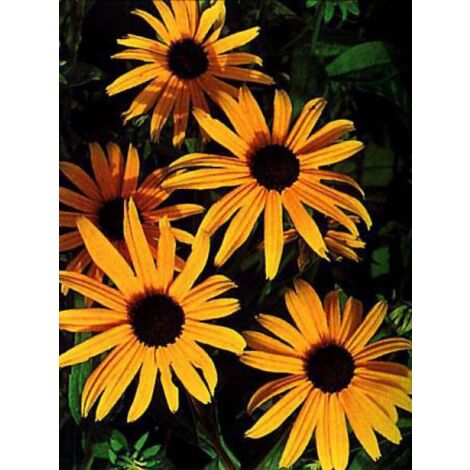 Rudbeckia fulgida  'Goldsturm' Godet de 8/9 cm