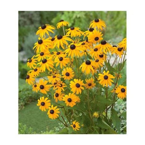 FABRE GRAINES RUDBECKIA GOLDSTURM - 3 GODETS PLANTE VIVACE