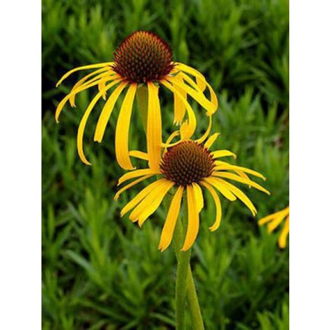 Rudbeckia inversé Godet de 8/9 cm