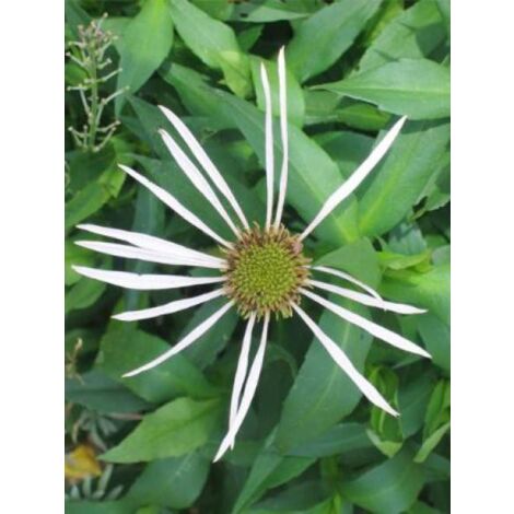 Rudbeckia pallida 'Hula Dancer' Godet de 8/9 cm
