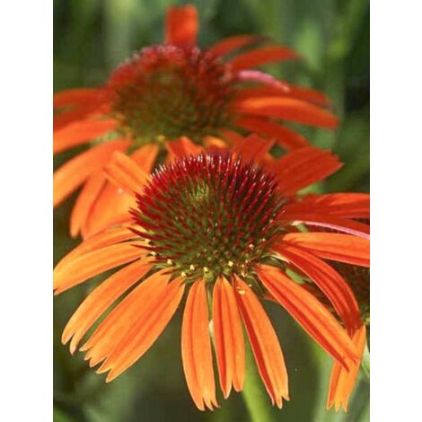 Rudbeckia pourpre 'Butterfly Orange Skipper' Godet de 8/9 cm