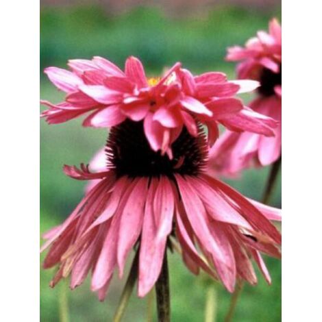 Rudbeckia pourpre 'Doubledecker' Godet de 8/9 cm