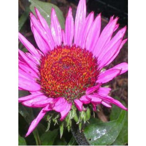Rudbeckia pourpre 'Fatal Attraction' Godet de 8/9 cm