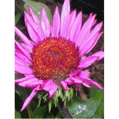 Rudbeckia pourpre 'Fatal Attraction' Pot de 2L/3L