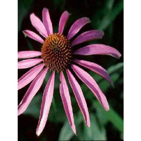 Rudbeckia pourpre Godet de 7/8 cm