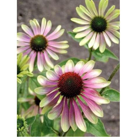 Rudbeckia pourpre 'Green Envy' Godet de 8/9 cm
