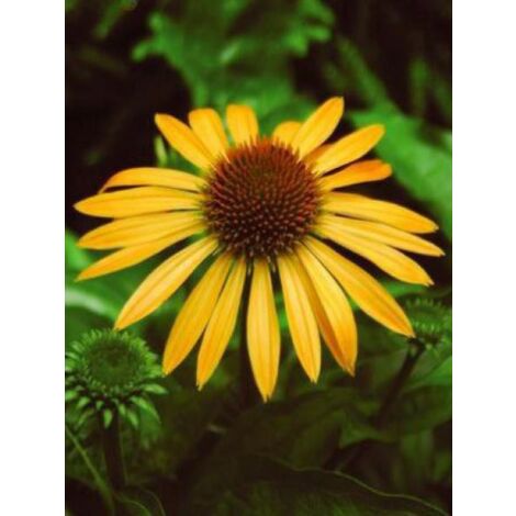 Rudbeckia pourpre 'Harvest Moon' Godet de 8/9 cm
