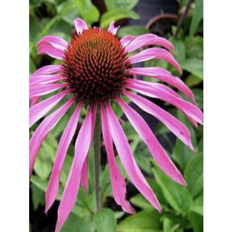 Rudbeckia pourpre 'Maxima' Godet de 8/9 cm