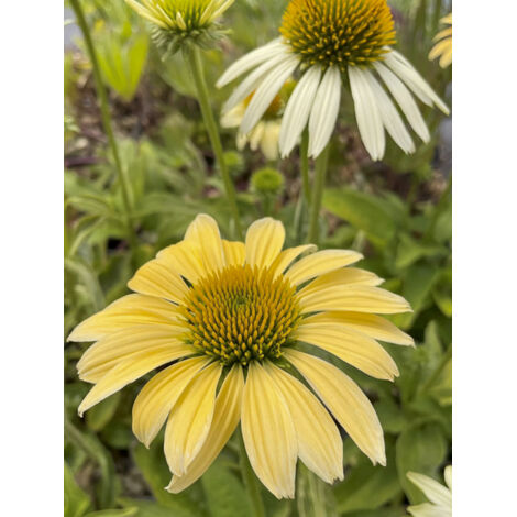 Rudbeckia pourpre 'Mellow Yellows' Godet de 8/9 cm