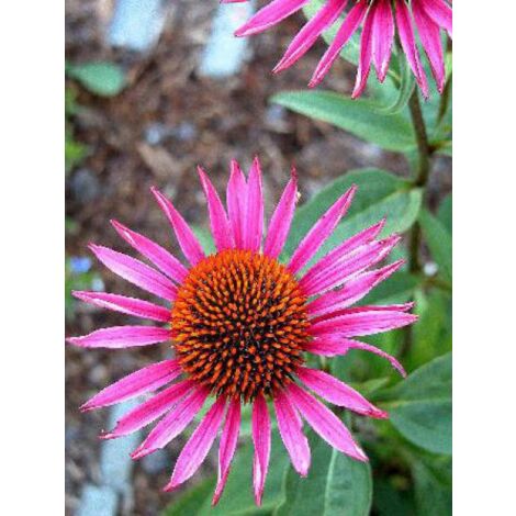 Rudbeckia pourpre 'Pica Bella' Godet de 8/9 cm
