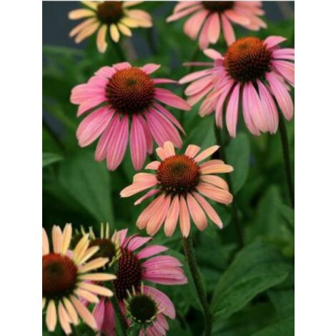 Rudbeckia pourpre 'Summer Cocktail'® Godet de 8/9 cm
