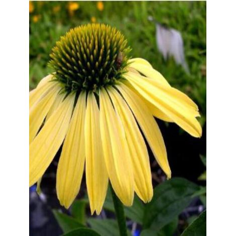 Rudbeckia pourpre 'Sunrise' Godet de 8/9 cm