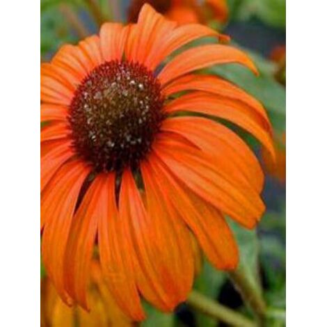 Rudbeckia pourpre 'Tangerine Dream' Godet de 8/9 cm