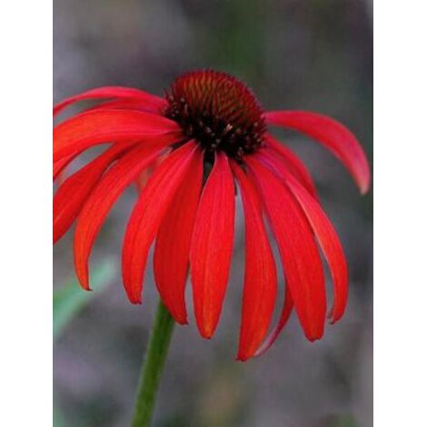 Rudbeckia pourpre 'Tomato soup' Godet de 8/9 cm