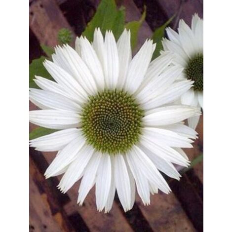 Rudbeckia pourpre 'Virgin'® Godet de 8/9 cm