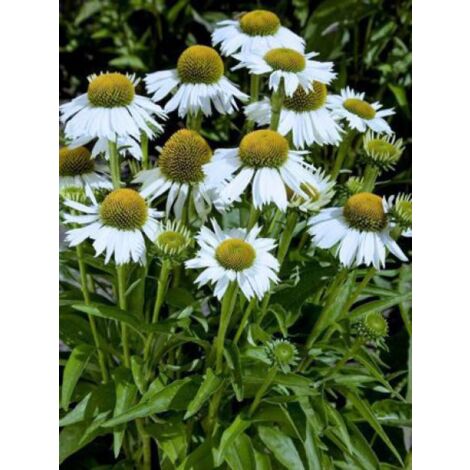 Rudbeckia pourpre 'White Meditation' Godet de 8/9 cm