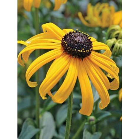 Rudbeckie 'Early Bird Gold' Godet de 8/9 cm