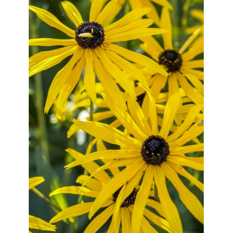 Rudbeckie 'Forever Gold' Godet de 8/9 cm