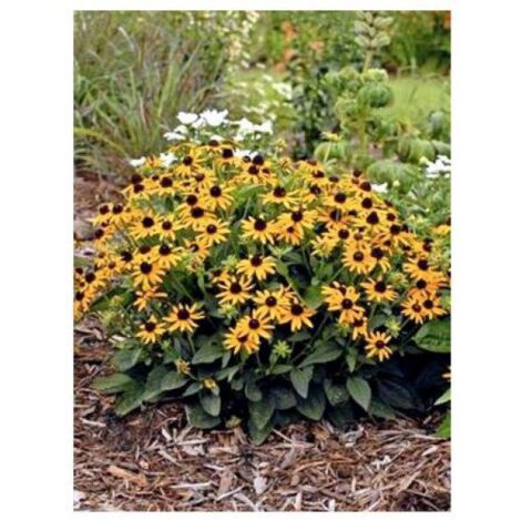 Rudbeckie 'Little Gold Star' Godet de 8/9 cm