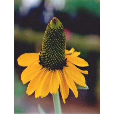 Rudbeckie maxima Godet de 8/9 cm