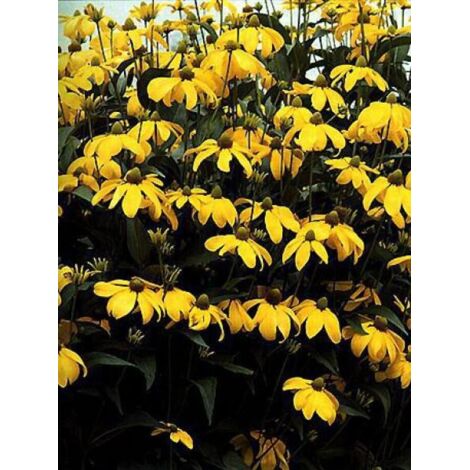 Rudbeckie nitida 'Herbstone' Pot de 2L/3L
