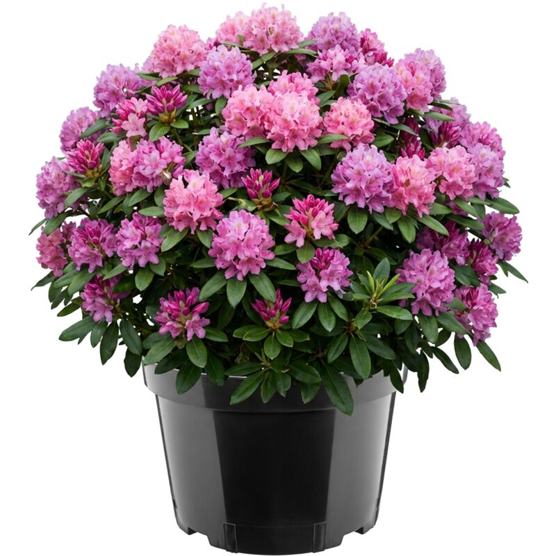 Garronda Blumentopf Rund Kunststoff Ø34 X 22 Cm (15l) Mit Drainagelöchern Pflanztopf Robustes Pp Pflanzgefäß Für Garten Gewächshaus Balkon