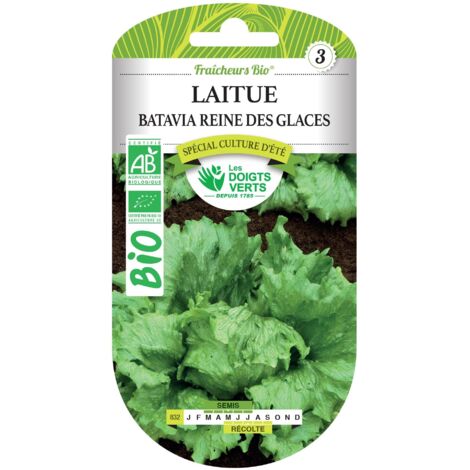 Saatgut von Batavia-Salat Königin der Eis BIO Die Grünen Finger