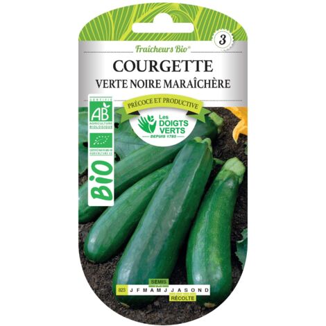 Saatgut von grüner schwarzer Zucchini Bio Die Grünen Finger