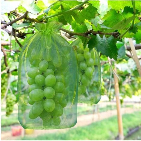 Sacchetti antimosche e anti-uccelli per meloni, 100 pezzi, 35 x 25 cm, con coulisse per una protezione completa