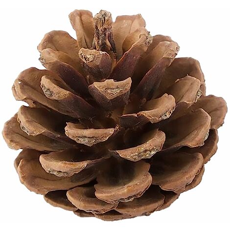 Sacchetto con Pigne, ideale per decorare l'albero di Natale, da 50 grammi
