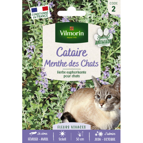 Sachet de graines Cataire Menthe des Chats format économiqe