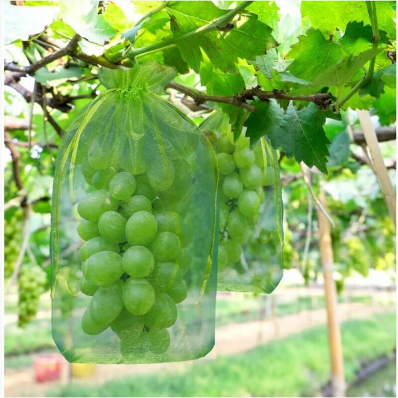 Sachet de protection des grappes de raisin 100 pièces, dimensions : 30 x 20 cm, couleur : vert, avec cordon de serrage, protection complète contre