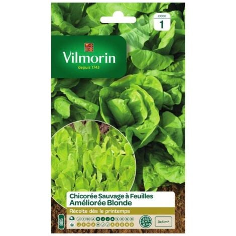 Sachet graines Chicorée à feuilles améliorée blonde