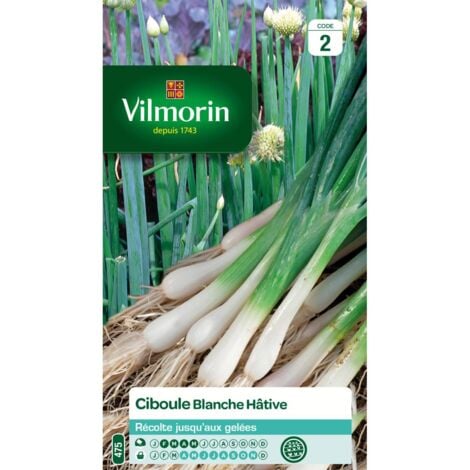 VILMORIN Sachet graines Ciboule Blanche Hâtive