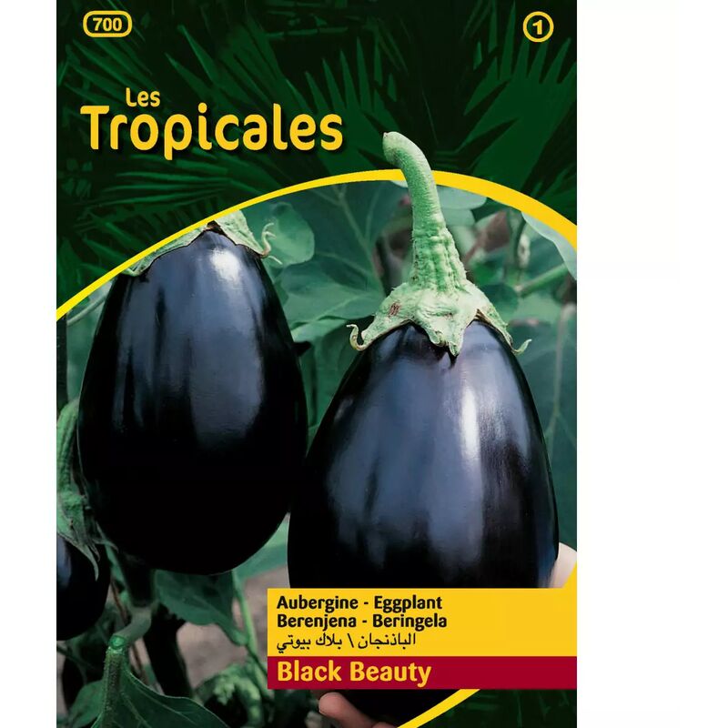 Vilmorin - Sachet graines les tropicales - Aubergine Black Beauty