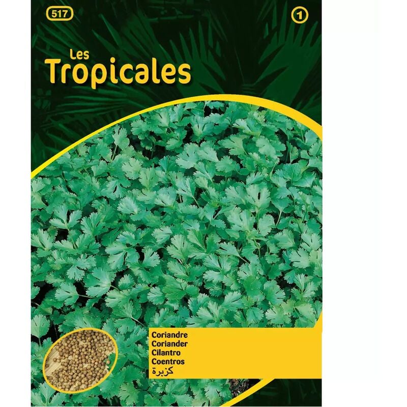 Sachet graines LES TROPICALES - Coriandre cultivée