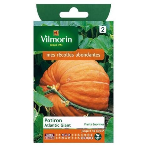 Sachet graines Potiron atlantic giant