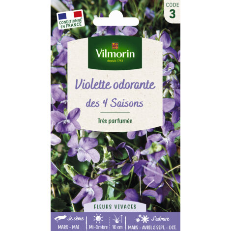 Sachet graines Violette 4 saisons odorante