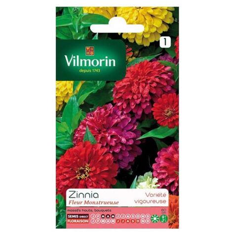 Sachet graines Zinnia Fleur Monstrueuse
