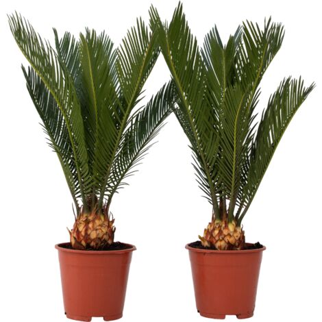 Sagou du Japon - Set de 2 - Cycas revoluta - Hauteur 45-60cm - ⌀15cm