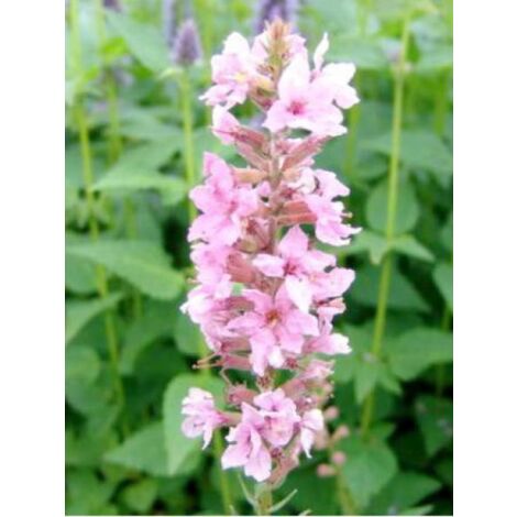 Salicaire commune 'Blush' Godet de 8/9 cm