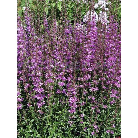 Salicaire 'Dropmore Purple' Godet de 8/9 cm