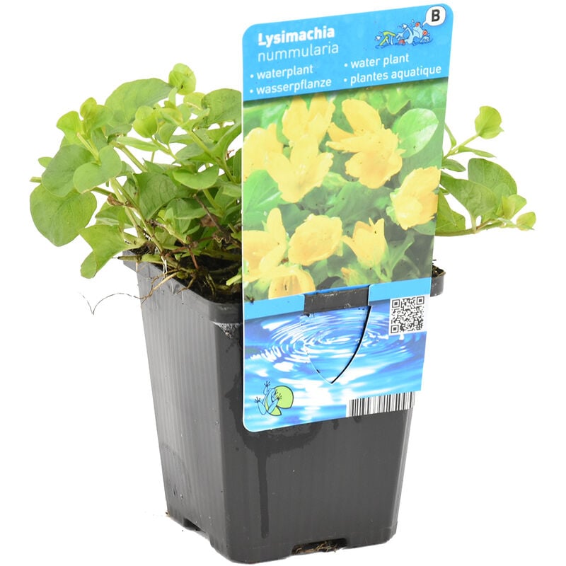 Bloomique - Salicaire - Lysimachia Nummularia - par Pièce - Plante d'étang Dans un Pot de Culture - ⌀9 cm - ↕10-20 cm