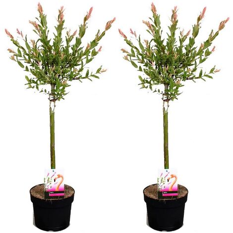Salix 'Flamingo' - Set de 2 - Saule crevette - Pot 17cm - Hauteur 60-80cm
