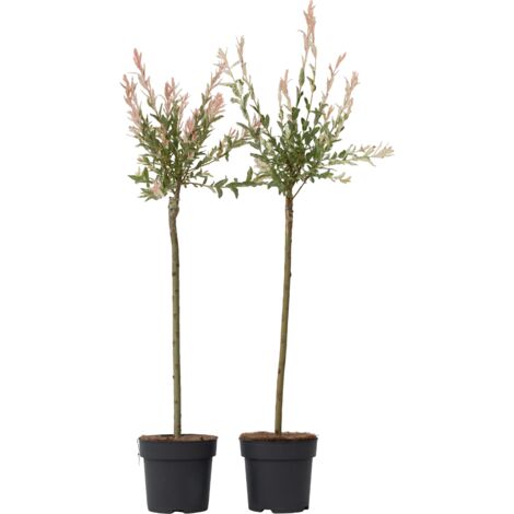 Salix 'Flamingo' - Set de 2 - Saule crevette - Pot 19cm - Hauteur 100-110cm