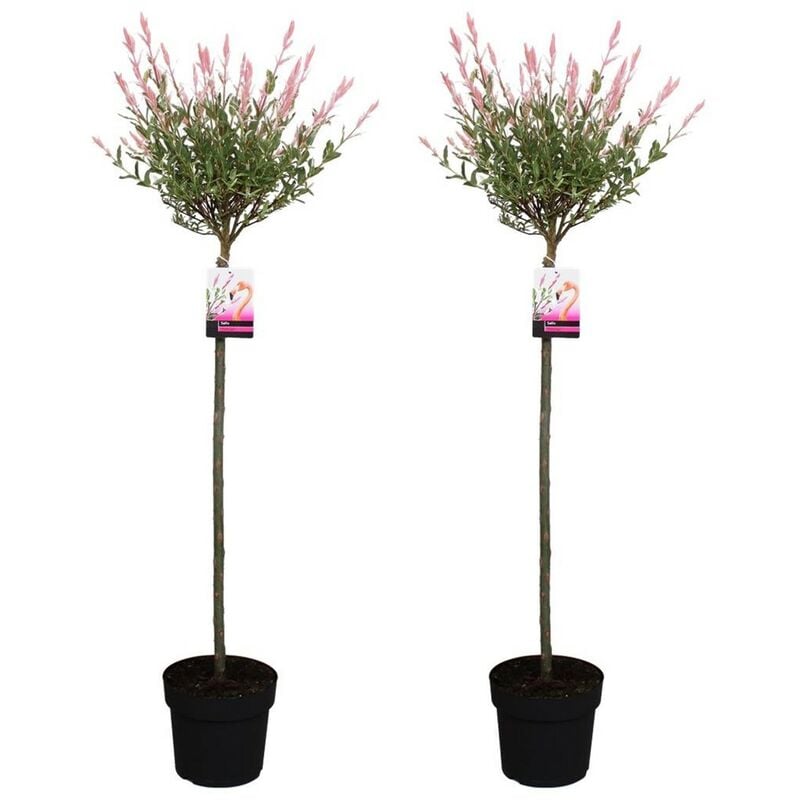 Salix Flamingo - Set de 2 - Saule Flamant - Pot 19cm - Hauteur 90-110cm - Jaune
