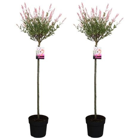 PLANT IN A BOX Salix Flamingo - Set de 2 - Saule Flamant - Pot 19cm - Hauteur 90-110cm