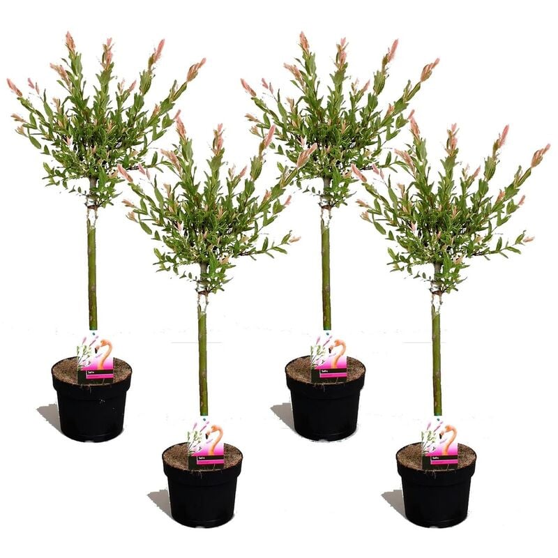 Plant In A Box - Salix Flamingo - Set de 4 - Saule Flamant - Pot 17cm - Hauteur 60-80cm - Jaune