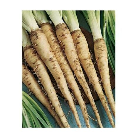 FABRE GRAINES 5 G - Graines